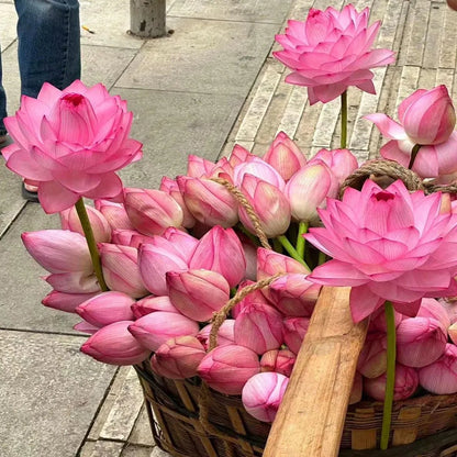 🌸[7 days germination]💐TheSacred Bonsai Bowl LotusFlower