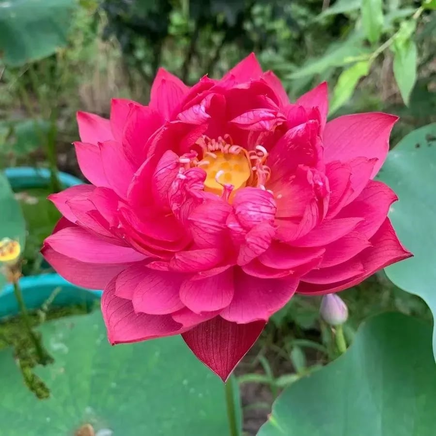 🌸[7 days germination]💐TheSacred Bonsai Bowl LotusFlower