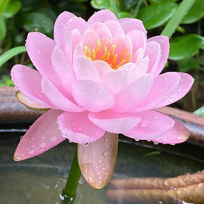 🌸[7 days germination]💐TheSacred Bonsai Bowl LotusFlower