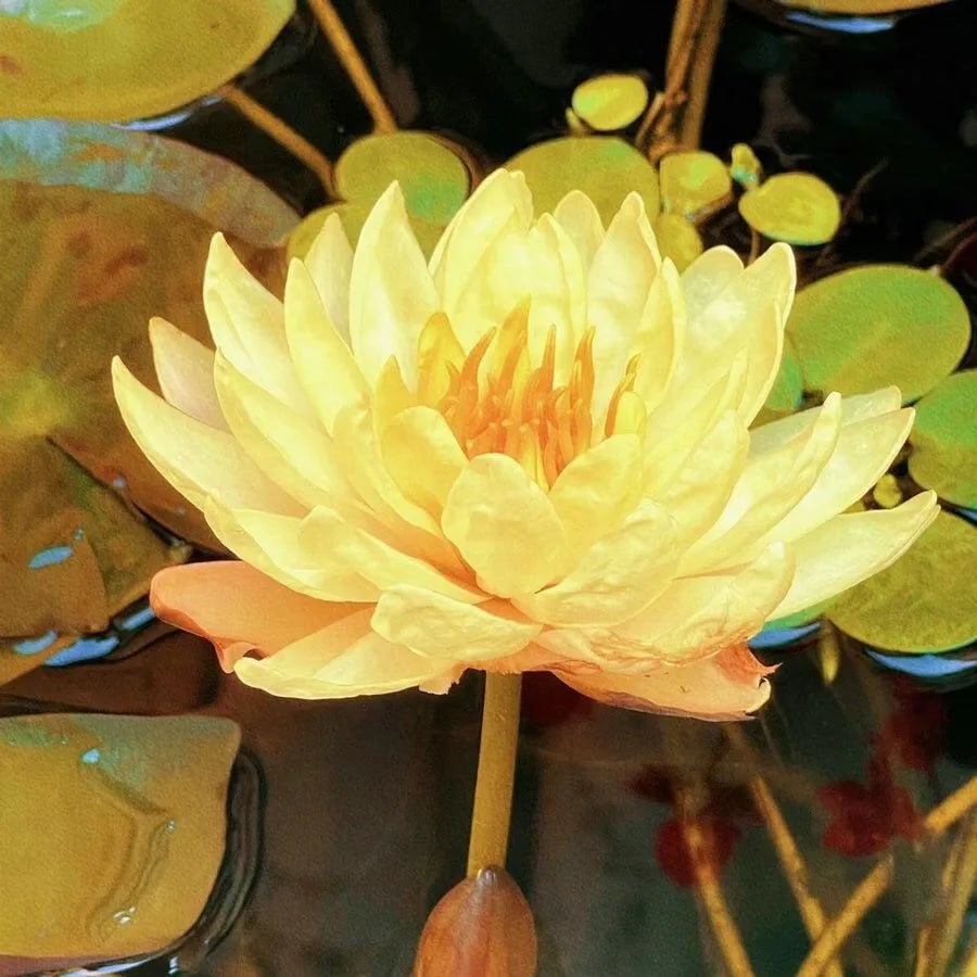 🌸[7 days germination]💐TheSacred Bonsai Bowl LotusFlower