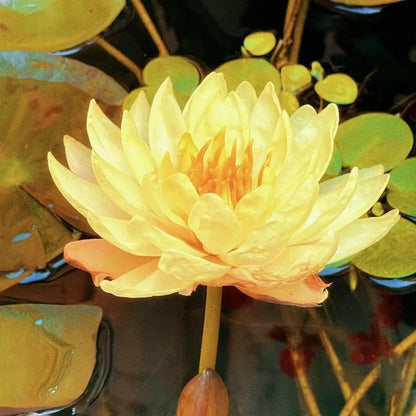 🌸[7 days germination]💐TheSacred Bonsai Bowl LotusFlower