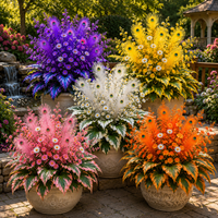 Mixed color（1000 Seeds）
