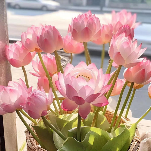 🌸[7 days germination]💐TheSacred Bonsai Bowl LotusFlower