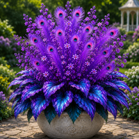 Purple（1000 Seeds）