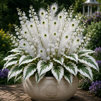 White（1000 Seeds）