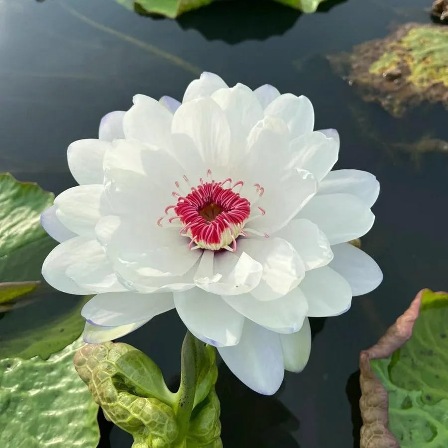 🌸[7 days germination]💐TheSacred Bonsai Bowl LotusFlower