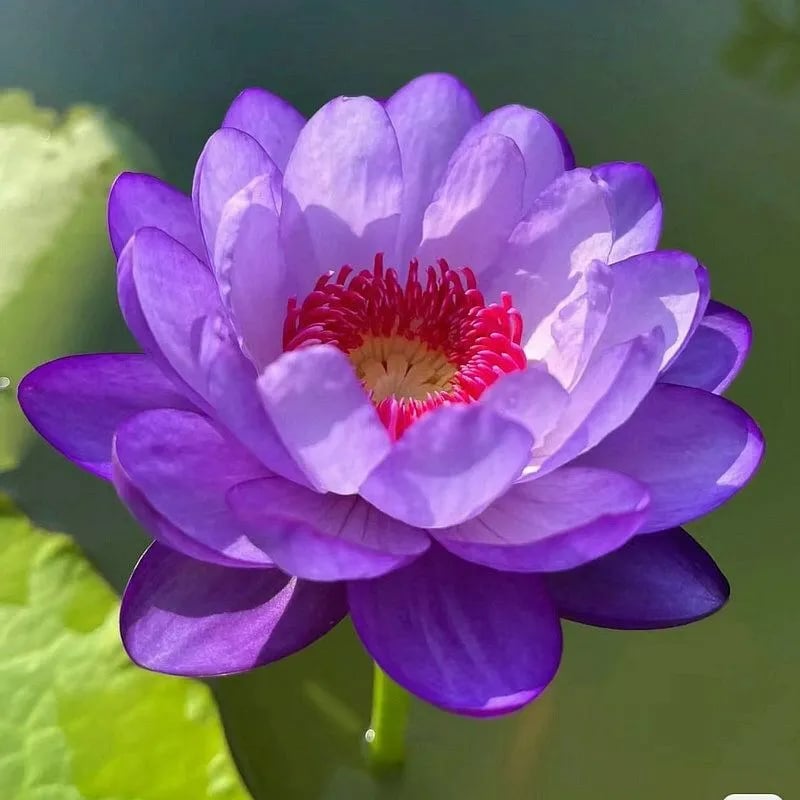 🌸[7 days germination]💐TheSacred Bonsai Bowl LotusFlower