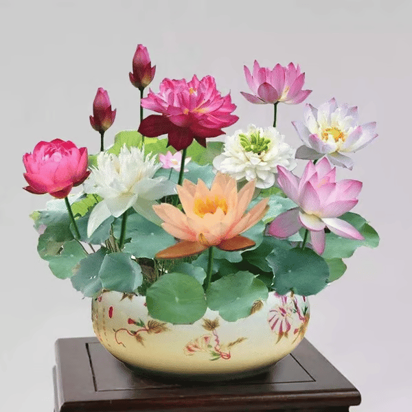 🌸[7 days germination]💐TheSacred Bonsai Bowl LotusFlower