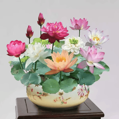 🌸[7 days germination]💐TheSacred Bonsai Bowl LotusFlower
