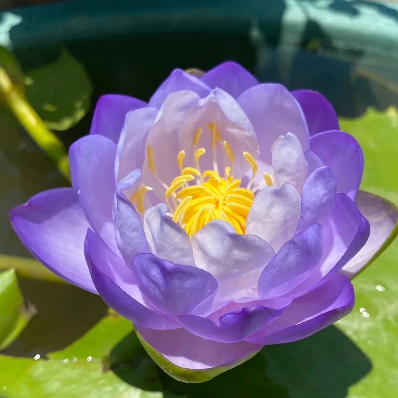 🌸[7 days germination]💐TheSacred Bonsai Bowl LotusFlower