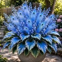 Blue（1000 Seeds）