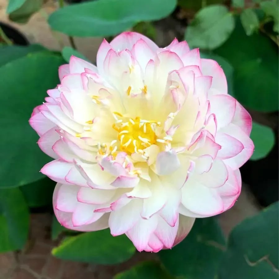🌸[7 days germination]💐TheSacred Bonsai Bowl LotusFlower