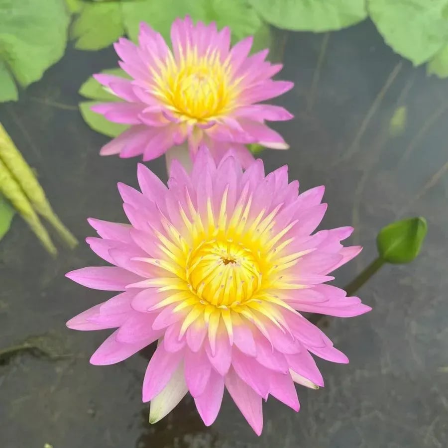 🌸[7 days germination]💐TheSacred Bonsai Bowl LotusFlower