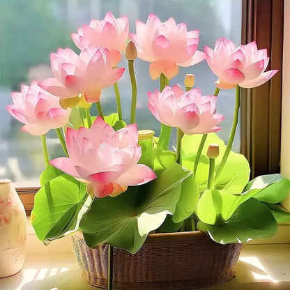 🌸[7 days germination]💐TheSacred Bonsai Bowl LotusFlower
