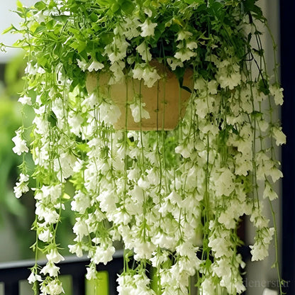 🌼Rare Trailing Jasmine Seeds🪴Super easy to care - It keeps blooming even in winter！