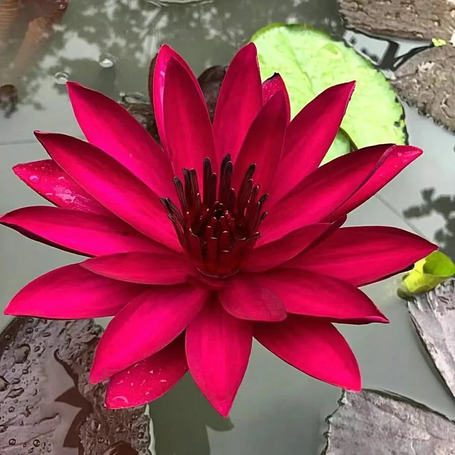 🌸[7 days germination]💐TheSacred Bonsai Bowl LotusFlower