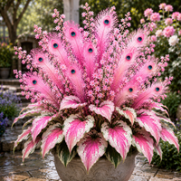 Pink（1000 Seeds）