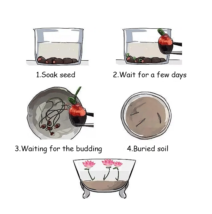 🌸[7 days germination]💐TheSacred Bonsai Bowl LotusFlower