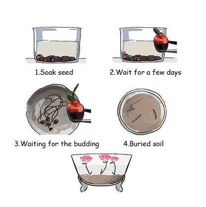 🌸[7 days germination]💐TheSacred Bonsai Bowl LotusFlower