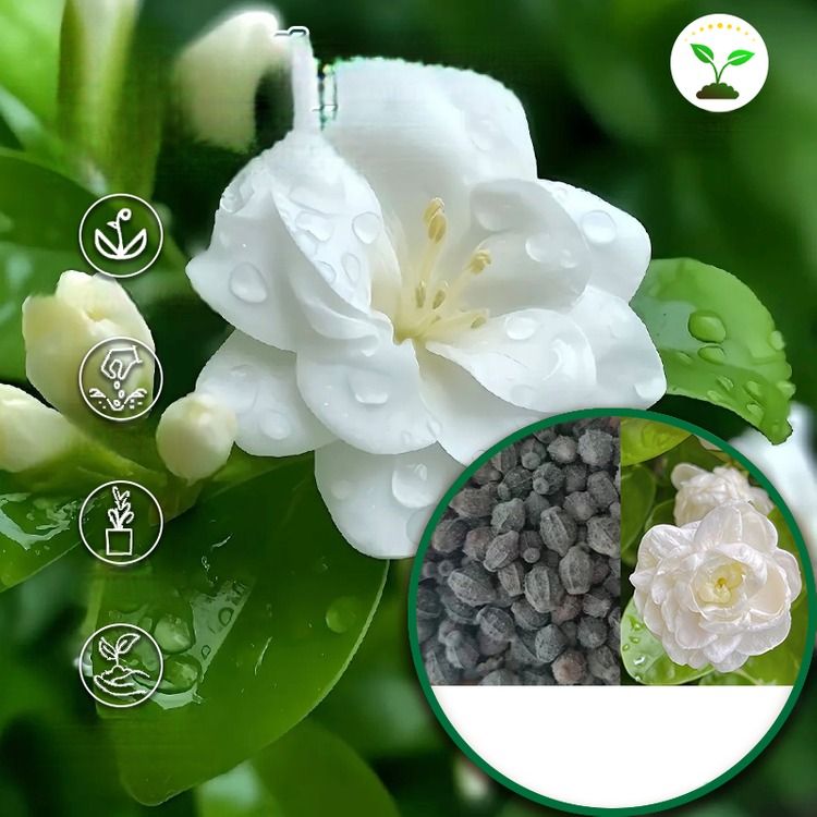 🌼Rare Trailing Jasmine Seeds🪴Super easy to care - It keeps blooming even in winter！
