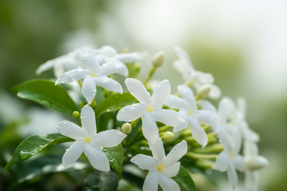 Double Jasmine Seeds